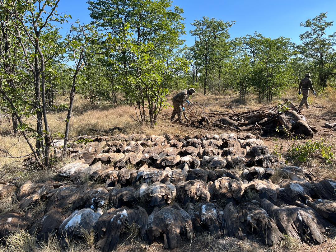 SANParks Rangers attending to the poisoning scene