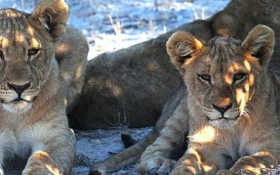 SATSA clarifies position on WildChoices